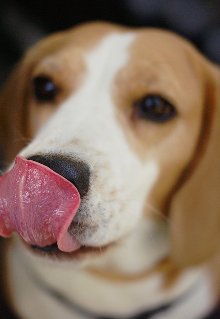Free Tongue Dog photo and picture