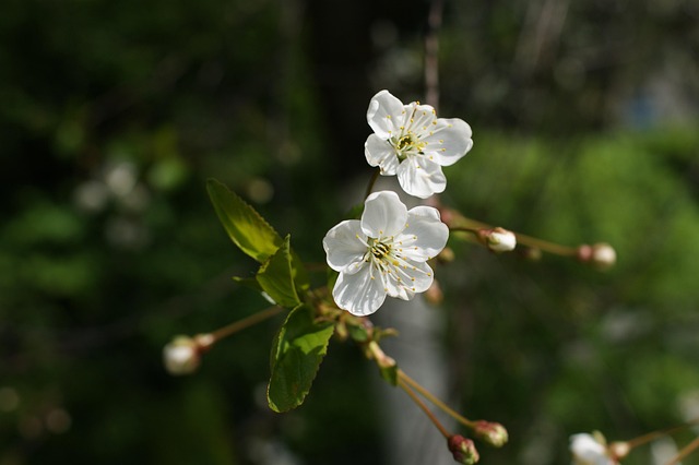 Free Spring Tree photo and picture