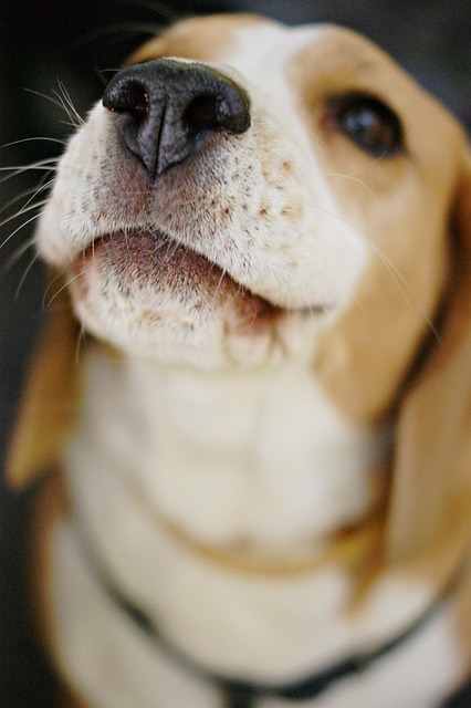 Free Dog Doggy photo and picture