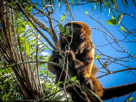 Free Animals Monkey photo and picture