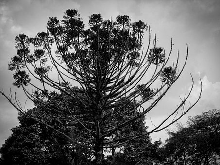 Free Nature Tree photo and picture