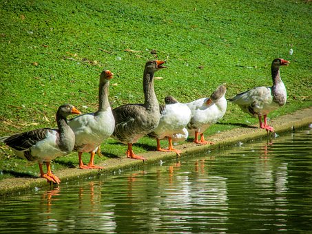 Free Birds Animals photo and picture