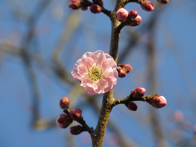 Free Plum Blossom photo and picture