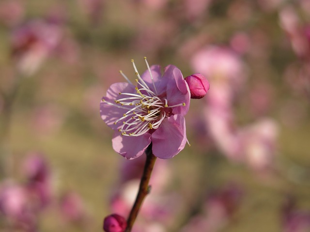 Free Plum Blossom photo and picture