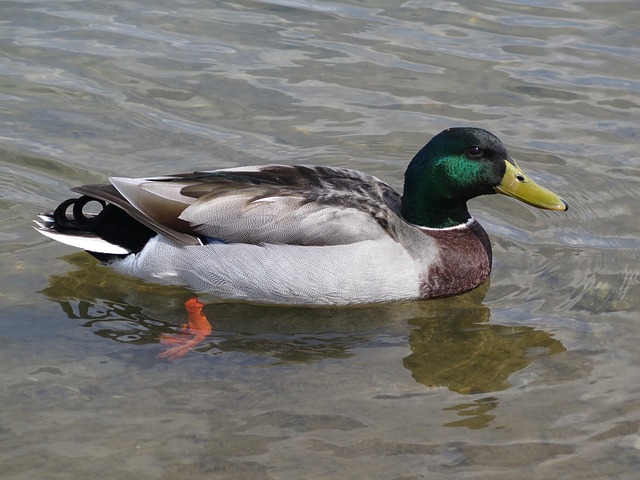 Free Duck Mallard photo and picture
