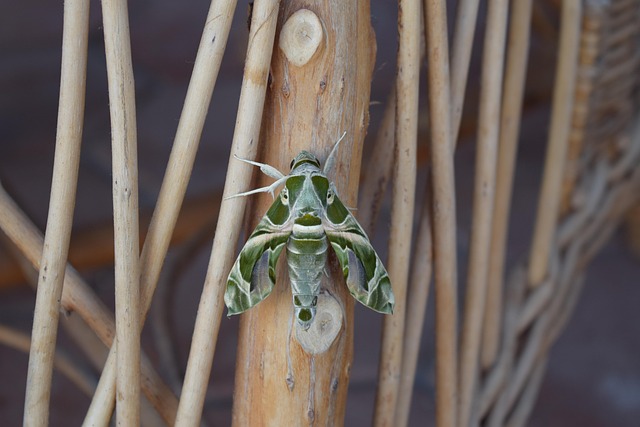 Free Butterfly Insect photo and picture