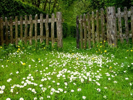 Jardin, Prairie, Clôture, Plantes