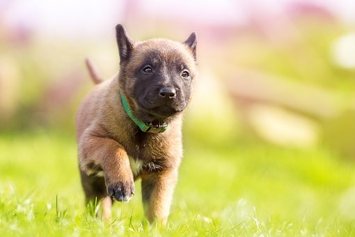 300以上の無料赤ちゃんの犬 犬画像 Pixabay