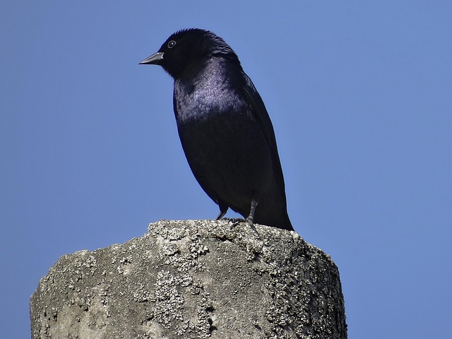 Free Black Bird Grane photo and picture