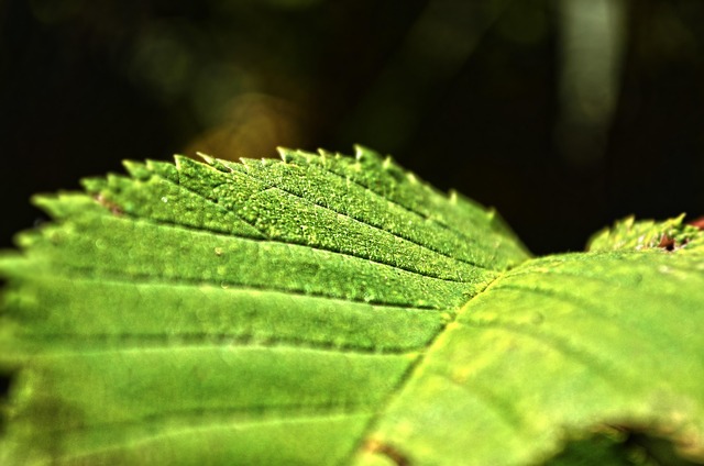 Free Nature Autumn photo and picture