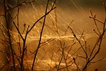 cobweb, aesthetic, nature
