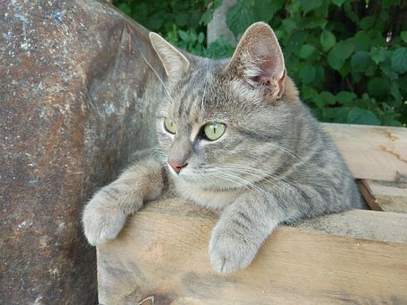 Free Cat Animals photo and picture