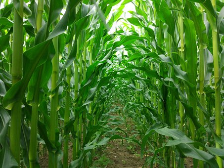 Free Corn Passage photo and picture