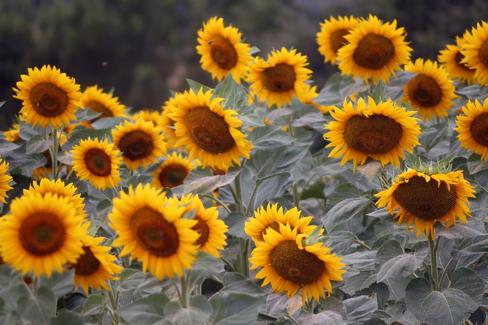 Nature Sunflower Yellow - Free photo on Pixabay - Pixabay