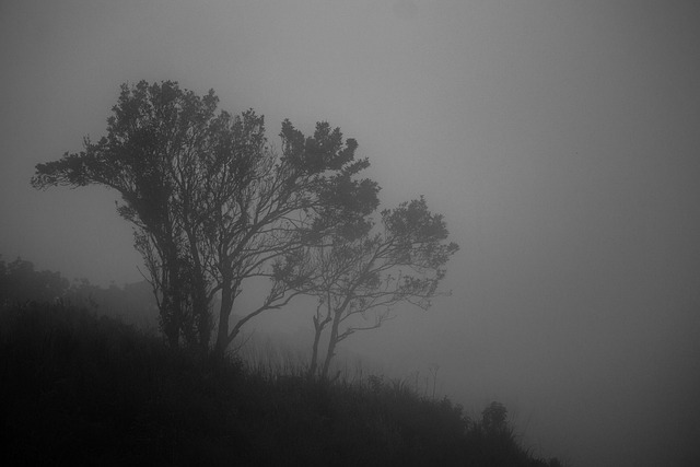 Free Fog Landscape photo and picture