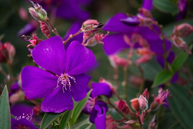 Free Flower Nature photo and picture