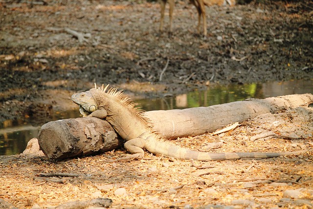 Free Iguana Reptile photo and picture
