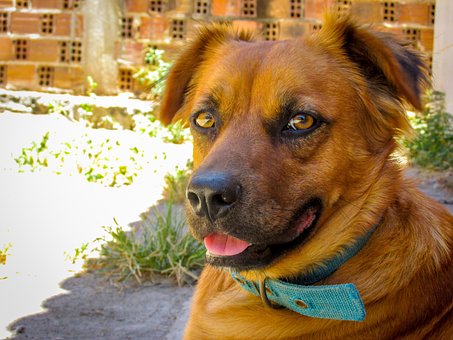 Free Dog Animal photo and picture