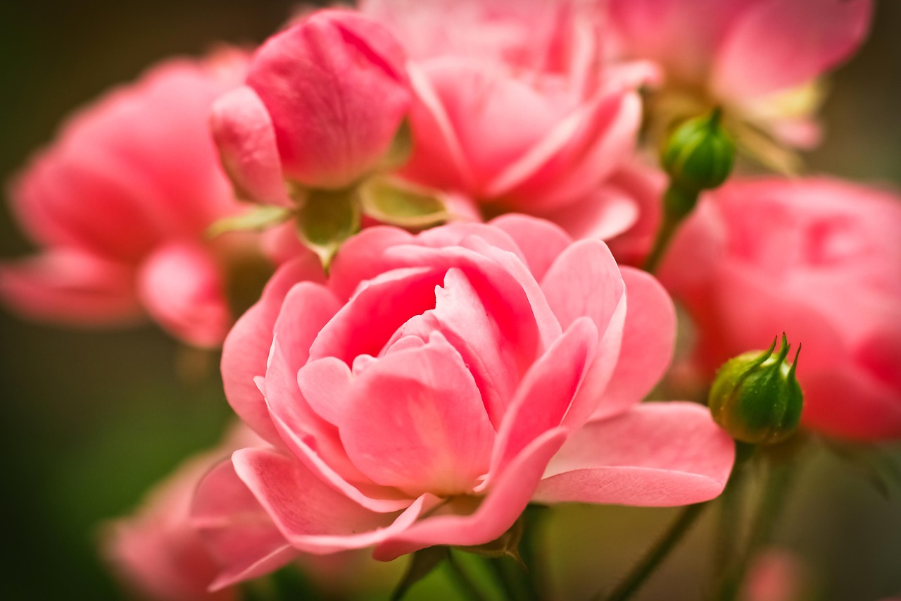 Rose Fleur Fleurs - Photo gratuite sur Pixabay - Pixabay