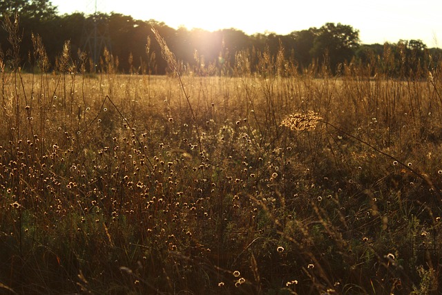 Eng, Solnedgang, Græsser, Humør, Natur