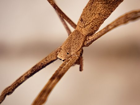 Free Spider Stick photo and picture