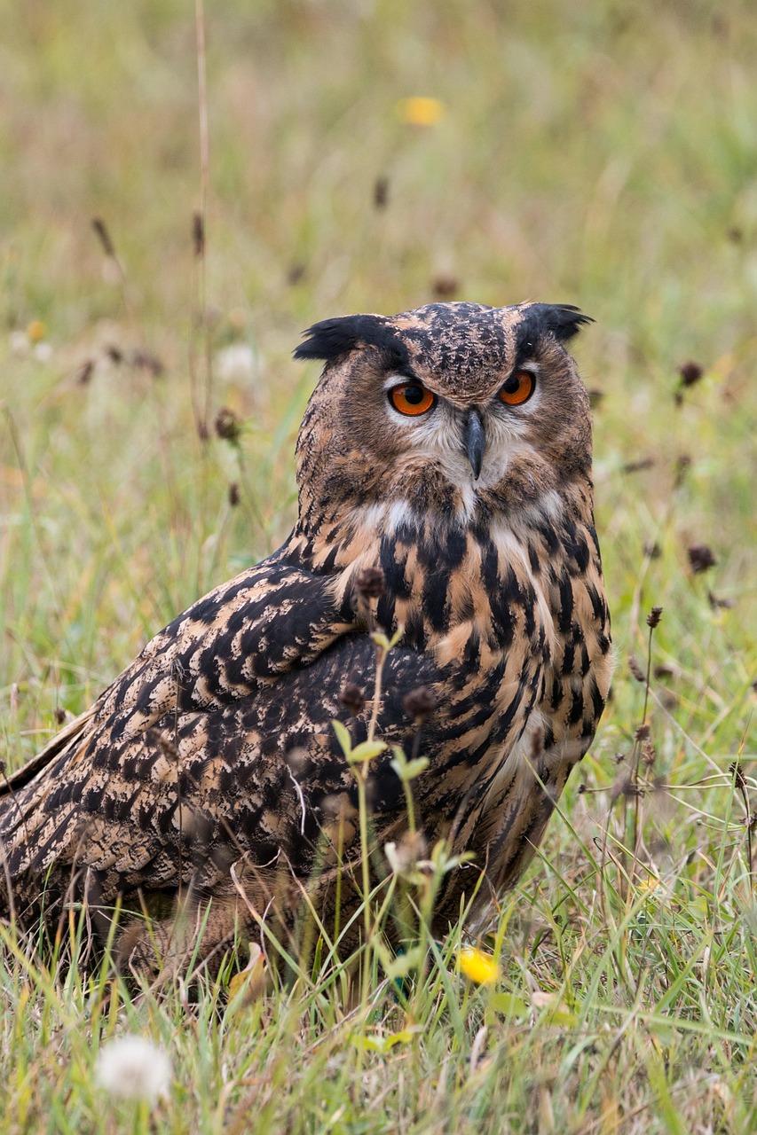Uhu Bubo Owl Free Photo On Pixabay Pixabay
