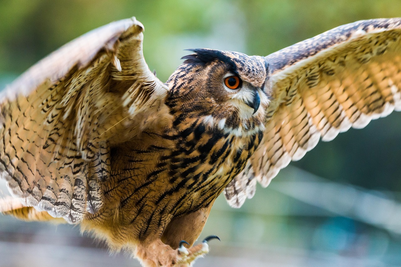 Uhu Bubo Owl Free Photo On Pixabay Pixabay