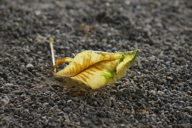 Free Fall Leaf photo and picture
