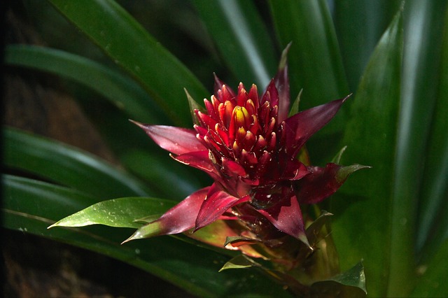 Free Flower Red Flower photo and picture