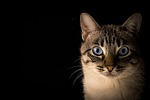 cat, pet, animal