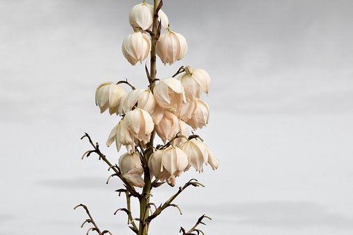 Free Plant Blossom photo and picture