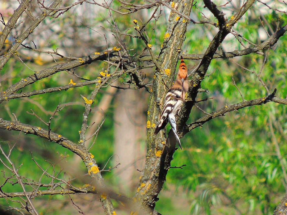 Burung Hud Hud Foto Gratis Di Pixabay