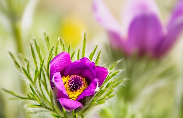Free Flower Spring photo and picture