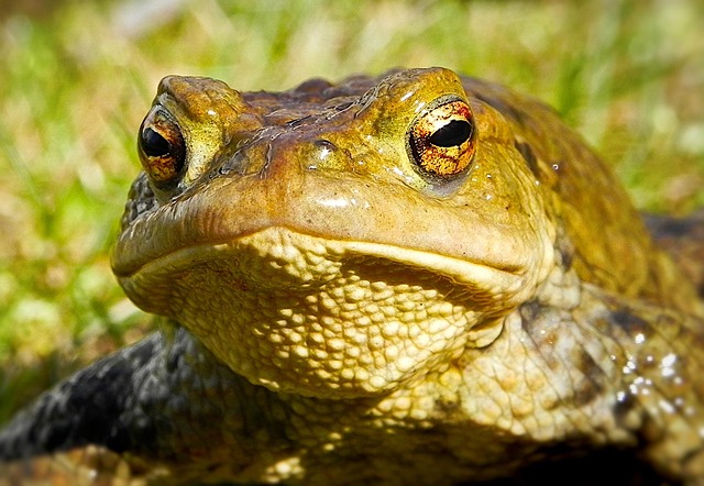 Free Frog Toad photo and picture