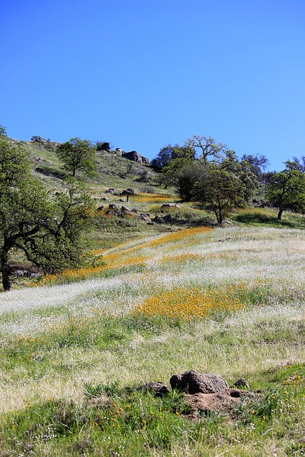 Free Wildflowers Blue Sky photo and picture