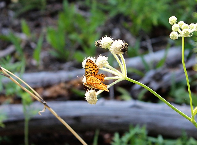 Free Butterfly Flower photo and picture