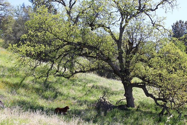 Free Oak Tree Meadow photo and picture