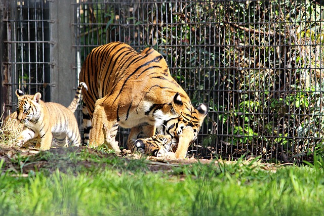 Free Tiger Zoo photo and picture