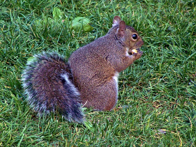 Eichhörnchen, Fressen, Pelz, Nuss