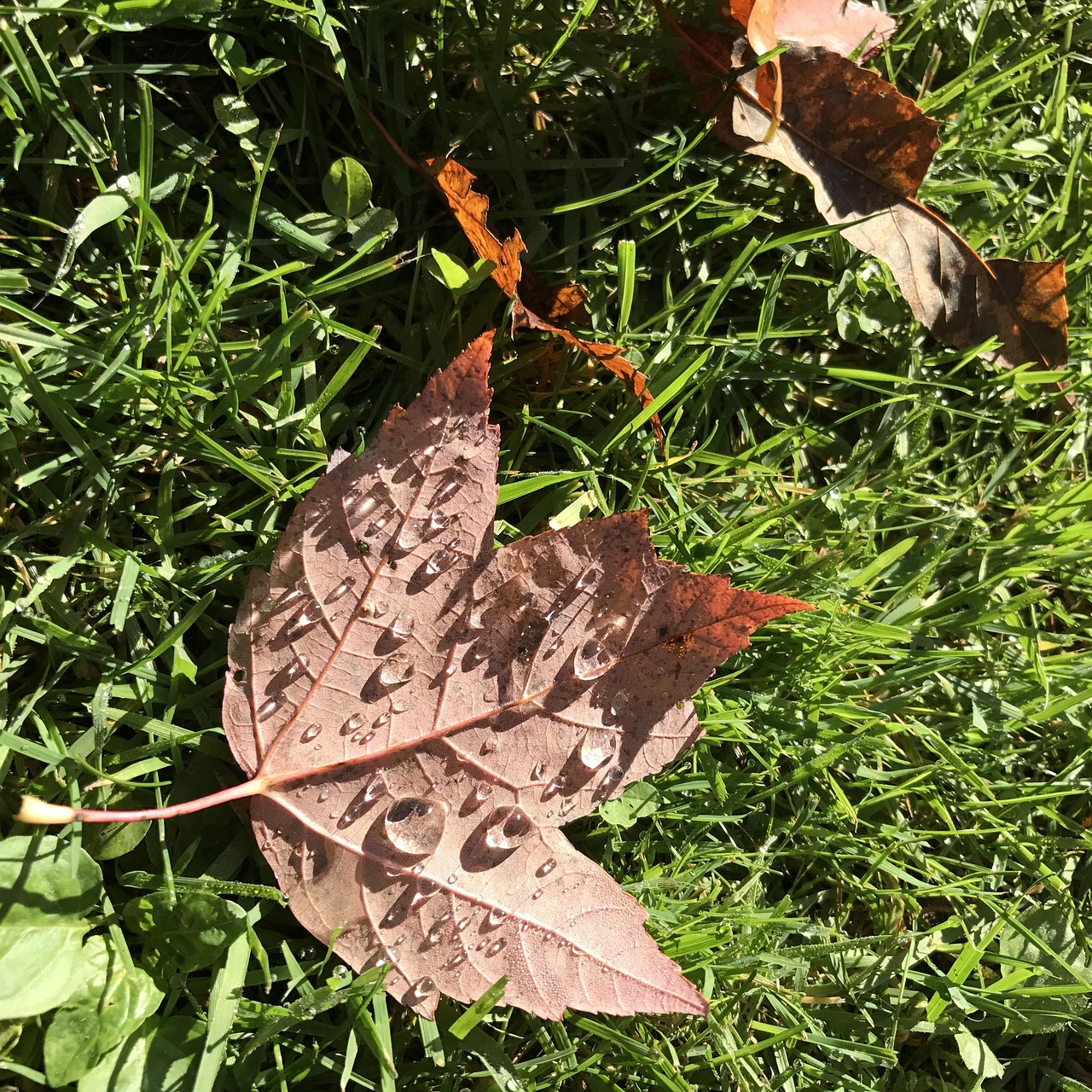 daun-maple-embun-musim-gugur-foto-gratis-di-pixabay-pixabay