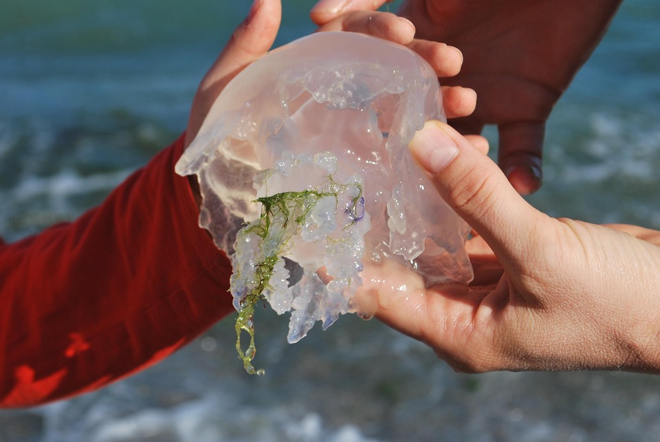 Meduse Petit Transparent Photo Gratuite Sur Pixabay
