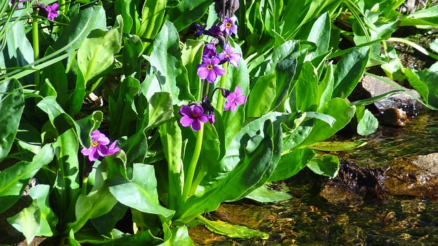 Free Magenta Wildflower photo and picture