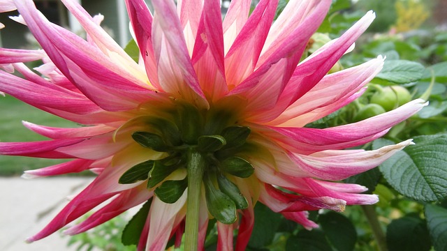 Free Dahlia Pink And Yellow photo and picture