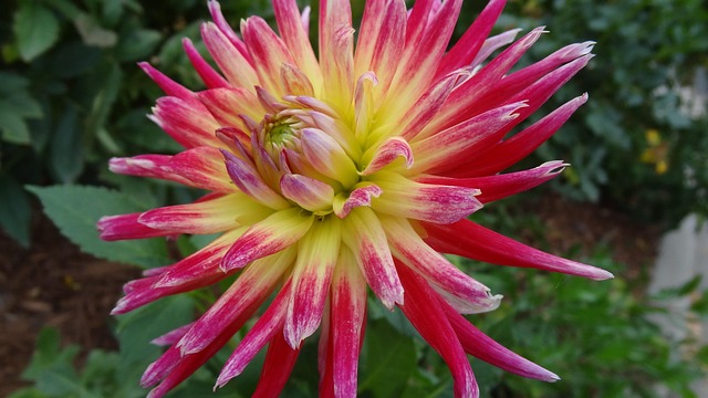Free Dahlia Yellow photo and picture