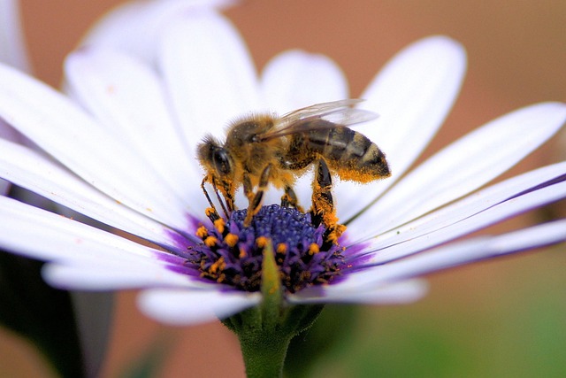 Biene, Blume, Honig, Sommer, Natur