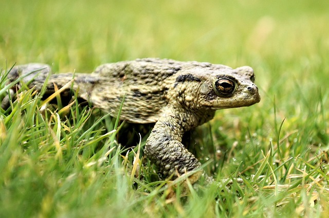 Frosch, Grün, Natur, Gras, Amphibien
