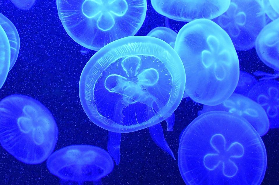 Free photo Jelly Fish, Water, Jellyfish Free Image on Pixabay 1729835