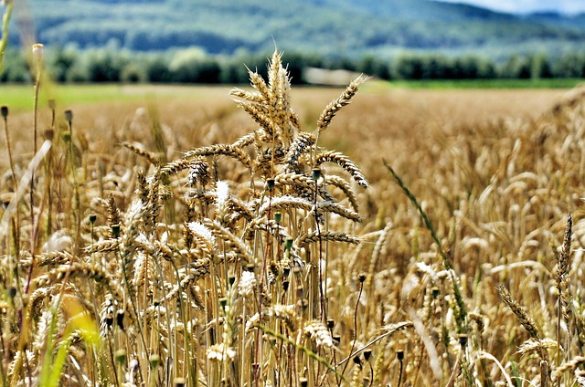 Landschaft, Mais, Landwirtschaft
