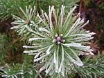icing, winter, pine forest