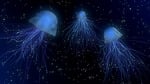 jellyfish, deep sea, light